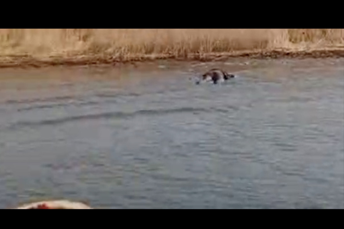 Фото: Кадр из видео 