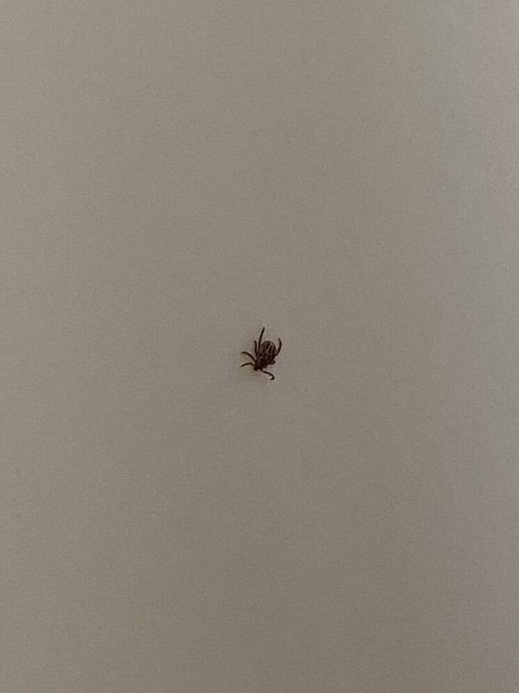 Томская область готовится к сезону клещей