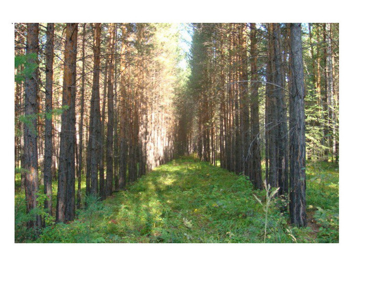 В Иркутской области начались работы по уходу за лесами