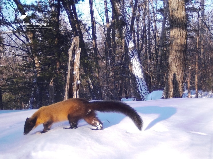 Следы редкого зверя вновь заметили в заповеднике Хабаровского края