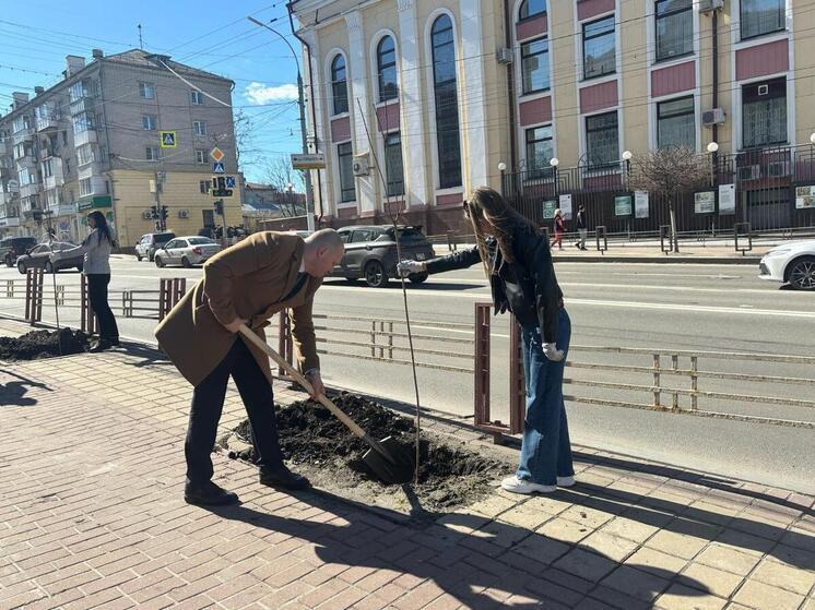 На проспекте Ленина в Брянске высадили австралийские клёны