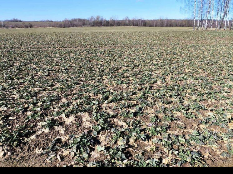 В сельскохозяйственных организациях и фермерских хозяйствах Смоленского муниципального округа начались весенние полевые работы