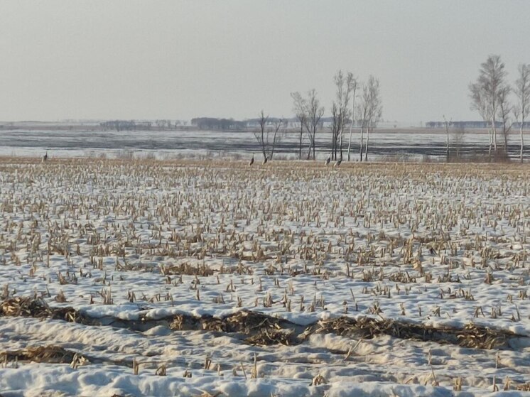 Первых журавлей засняли в Амурской области в этом году