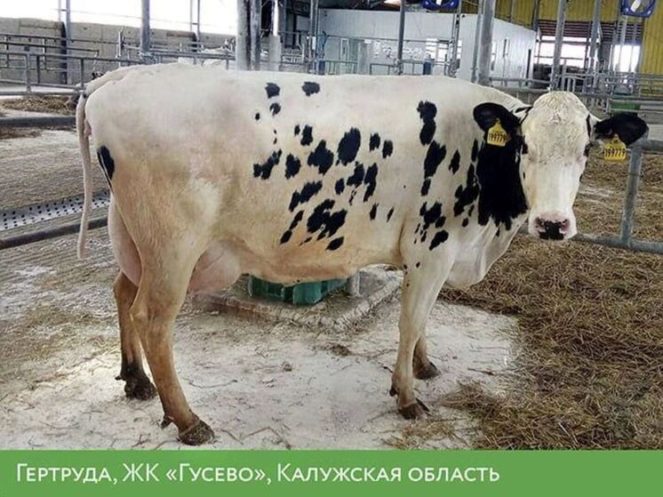 Калужанам представили корову-рекордсменку