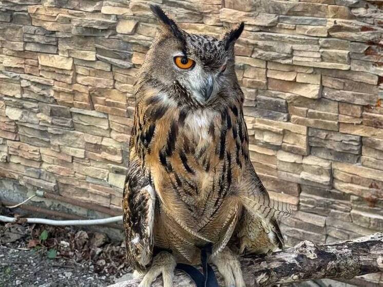 В Сочи правоохранители пресекли незаконные фотосессии с совой