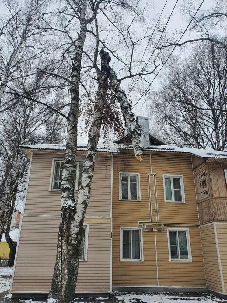 В Тверской области большой кусок березы повис на проводах возле дома