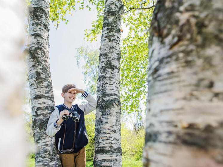 Липчане раньше обычного открыли сезон сбора березового сока