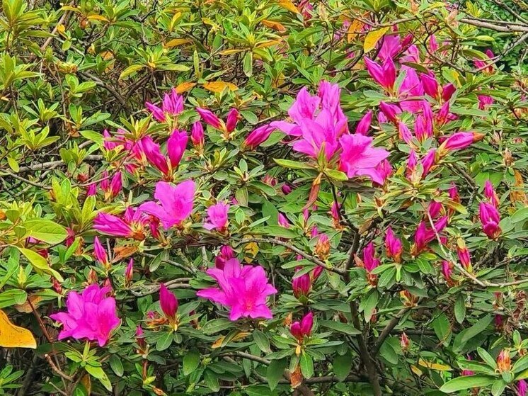 В Сочи зацветают азалии, известные как «цветки эльфов»