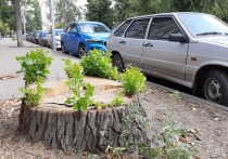 Власти областного центра продолжают «благоустраивать» скверы пилой