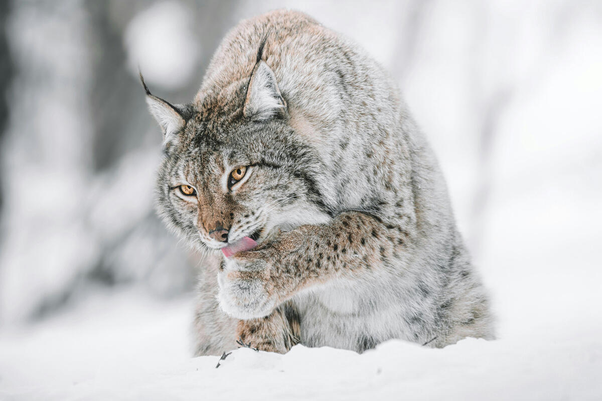 Фото: Federico Di Dio/unsplash.com