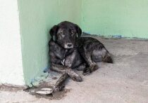 С начала года в Красноярске было стерилизовано 405 бездомных собак