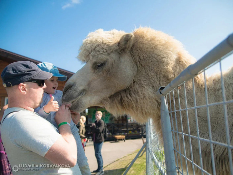 Обзор событый за день: все самое интересное, что случилось в Карелии во вторник