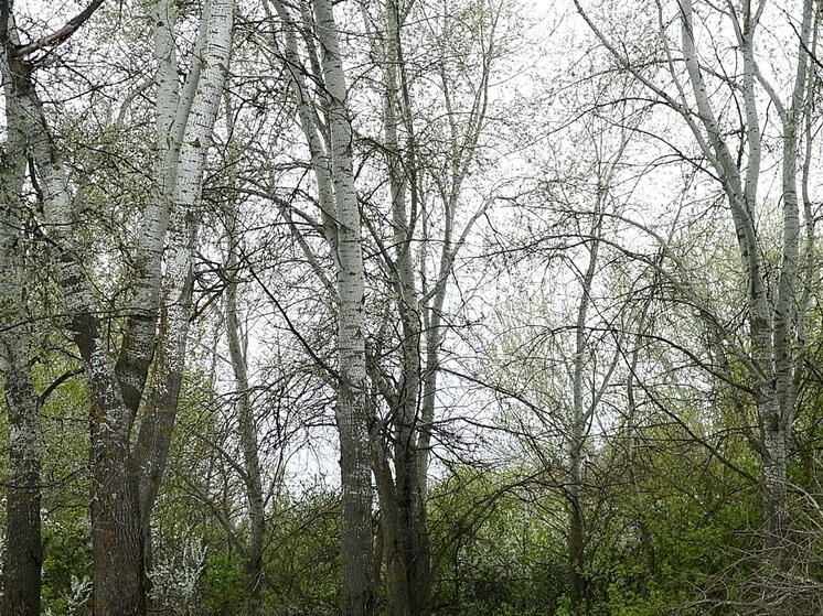 Что нельзя делать 9 апреля, в день Матрены Настовицы и Полурепицы