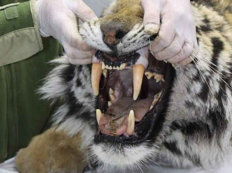 На грани: раненого амурского тигра отловили после схватки с сородичем в Приморье