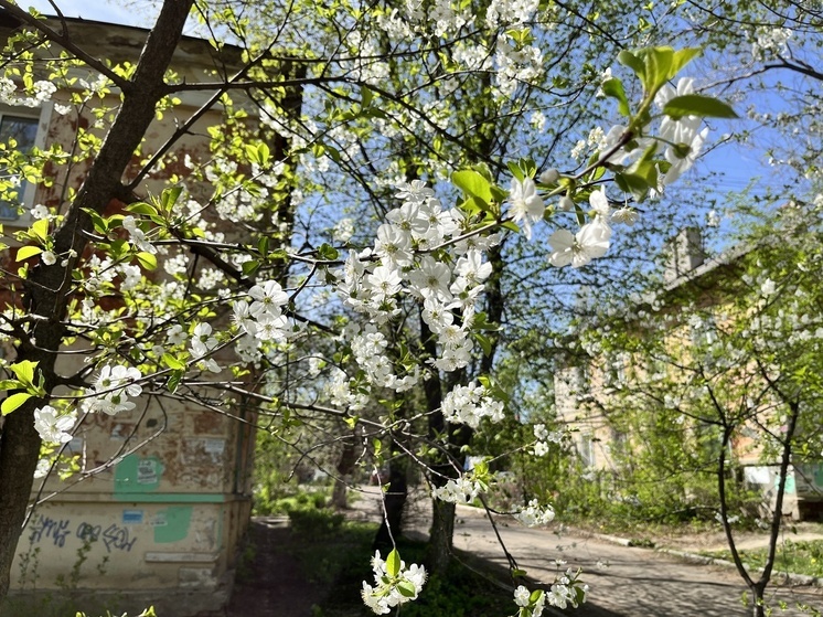  В Саратове раньше срока расцвели абрикосы