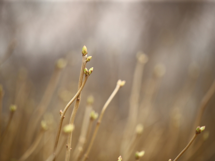 В Волгоградской области ввели оранжевый уровень опасности из-за заморозков