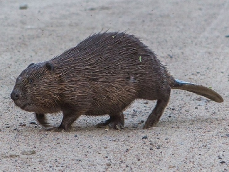 Правила охоты на вальдшнепов, бобров и ондатр будут изменены