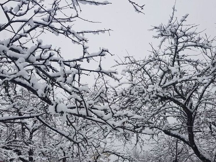 Сегодня в течение дня в регионе продолжатся снегопады