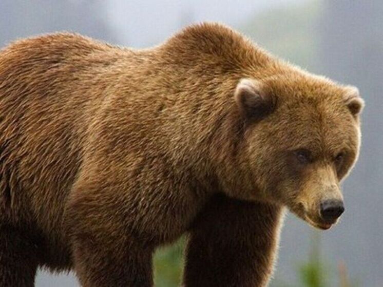 Специалисты рассказали, сколько обитает медведей в лесах Подмосковья