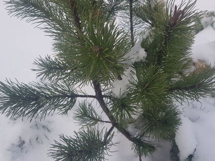 «Желтый» уровень погодной опасности продлили до 13 апреля