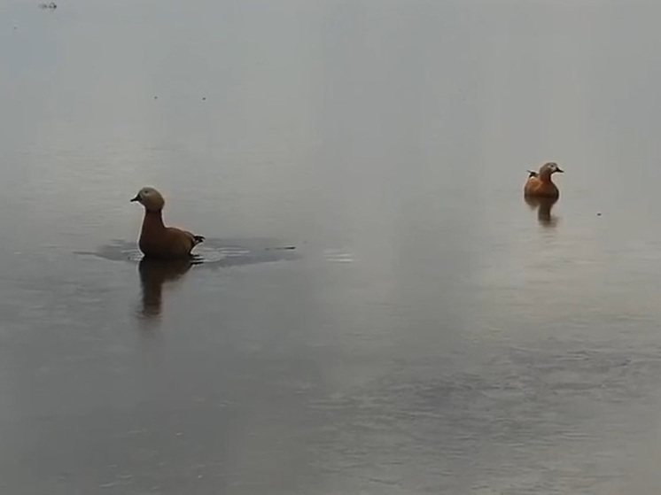 Серебристые чайки, огари и крохали уже плещутся в озерах Хакасии