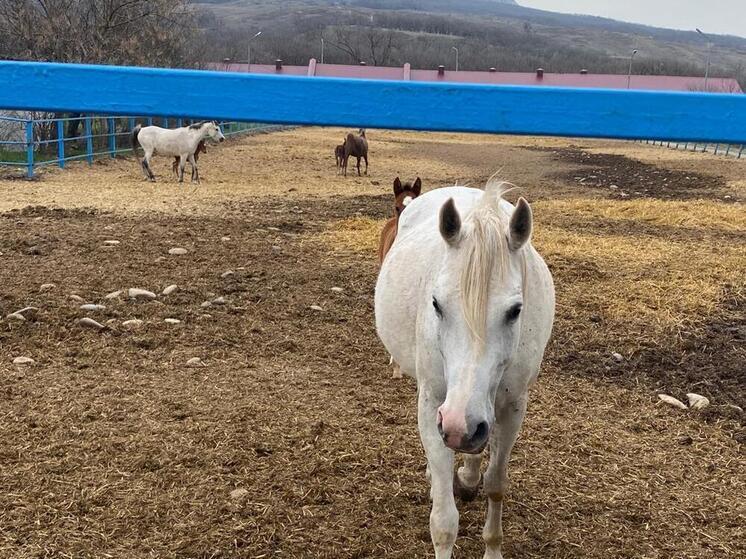 Чемпионат и Первенство КБР по дистанционным конным пробегам: единение всадников и природы на маршрутах «Красного Гедуко»