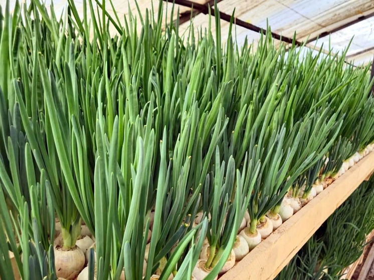 В исправительной колонии № 2 регионального УФСИН выращивают свежую зелень