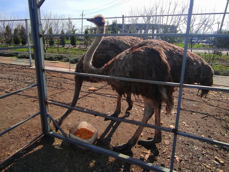 На Ставрополье обновят эко-ферму и создадут агротуристический комплекс