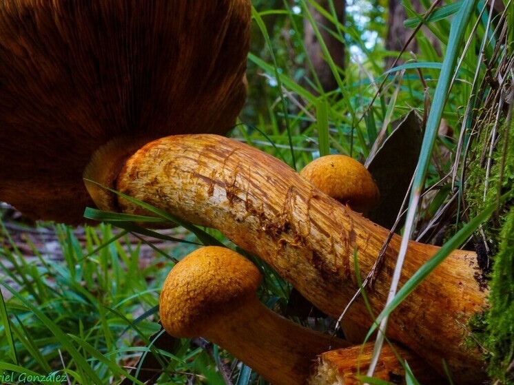 ФСБ задержала троих иностранцев в Приморье за незаконный сбор краснокнижных грибов