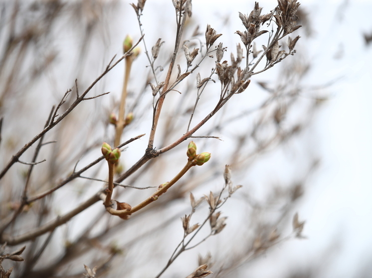 В Волгоградской области 10 апреля обещают дождь и туман при +10 градусах