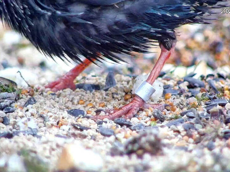 Орнитологи нашли скворца-калужанина