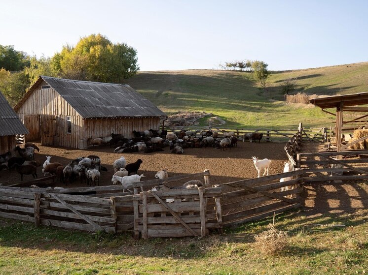 Домашний скот в Новосибирской области содержали с нарушениями