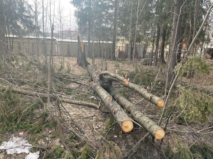 Подрядчик не признает ответственность за размытые дорожки в парке Беличий остров в Петрозаводске