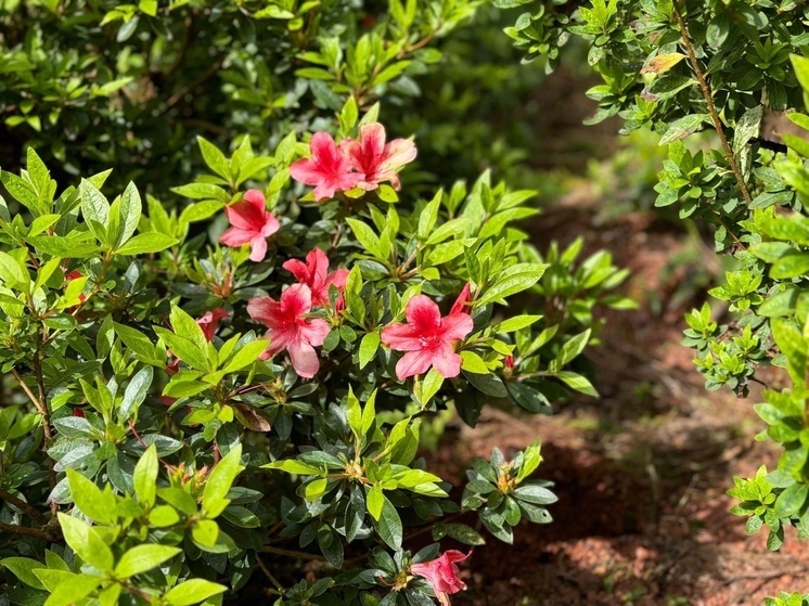 В Донецке высадят почти 300 тысяч цветов