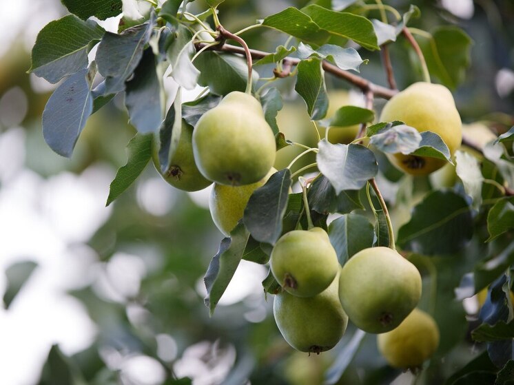 В Волгоградской области ИП продавал сомнительные саженцы груши и яблони