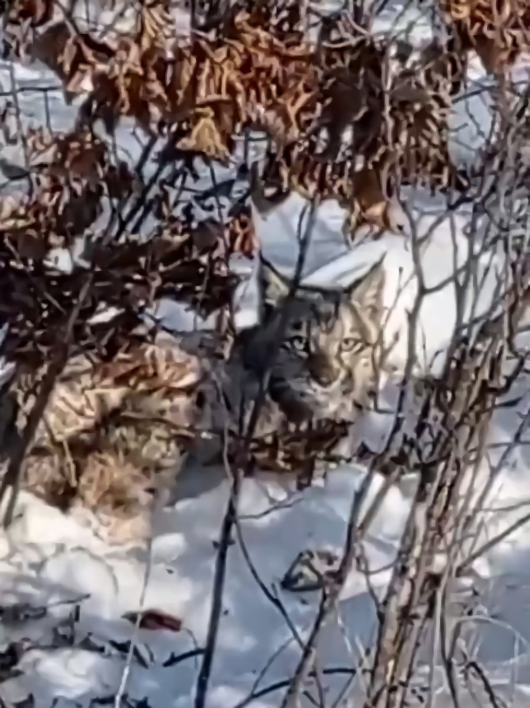 Лесная пятнистая красавица пряталась в кустах возле дороги в Приамурье