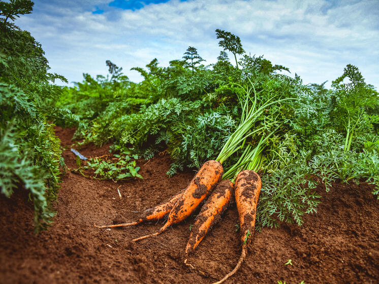 В Волгоградской области проверили 200 тонн моркови для экспорта в Казахстан