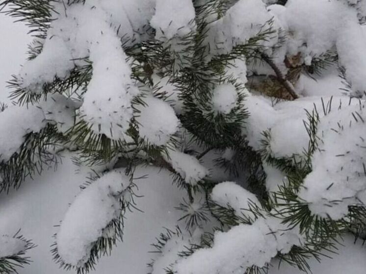 Снежный покров после оттепели может еще раз появиться в апреле
