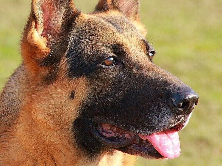 Спасатели помогли собаке, которая застряла в ограждении