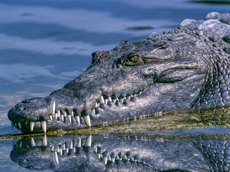 Омские таможенники обнаружили голову крокодила в багаже пассажира из Таиланда