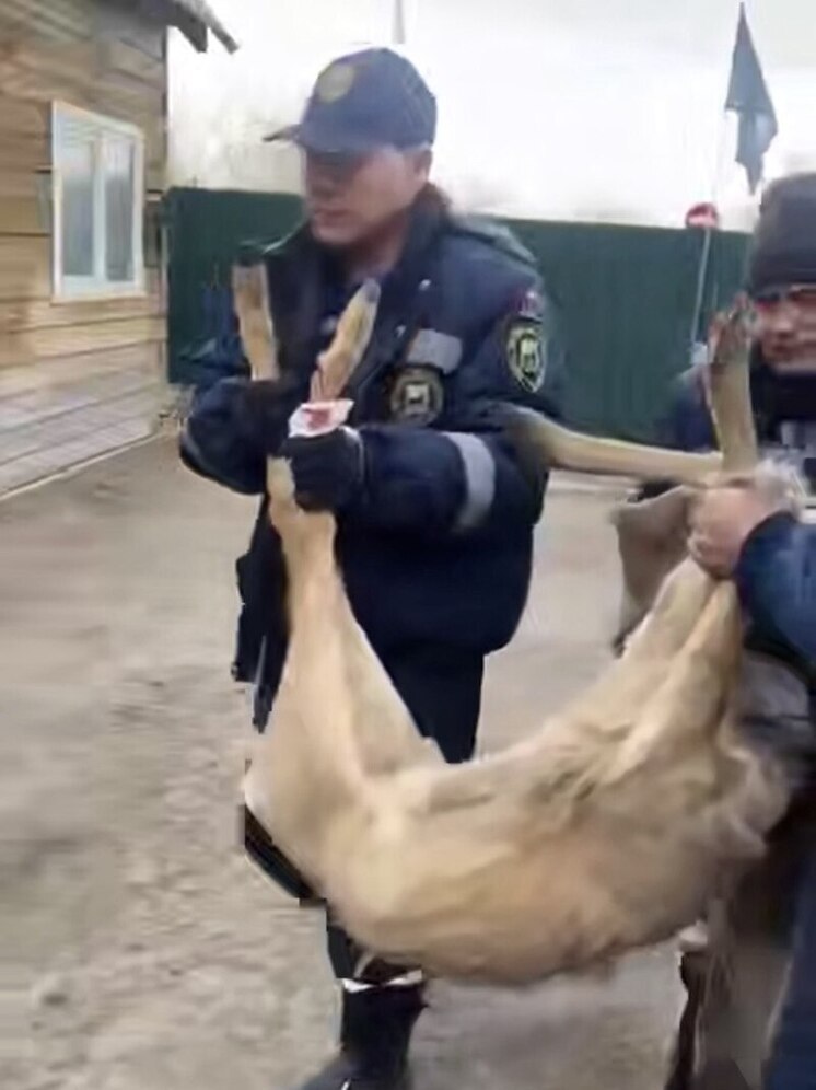 В Иркутске спасли косулю, застрявшую в заборе детского сада