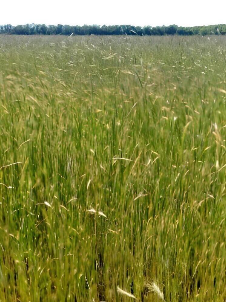 В Георгиевском округе обследовали поля озимых зерновых культур