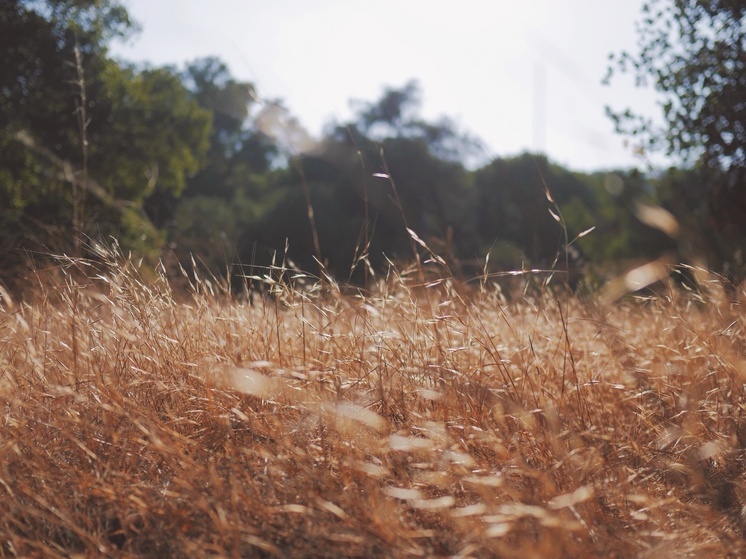 Житель столицы устроил свалку под Боровском и зарастил бурьяном 78 га земли