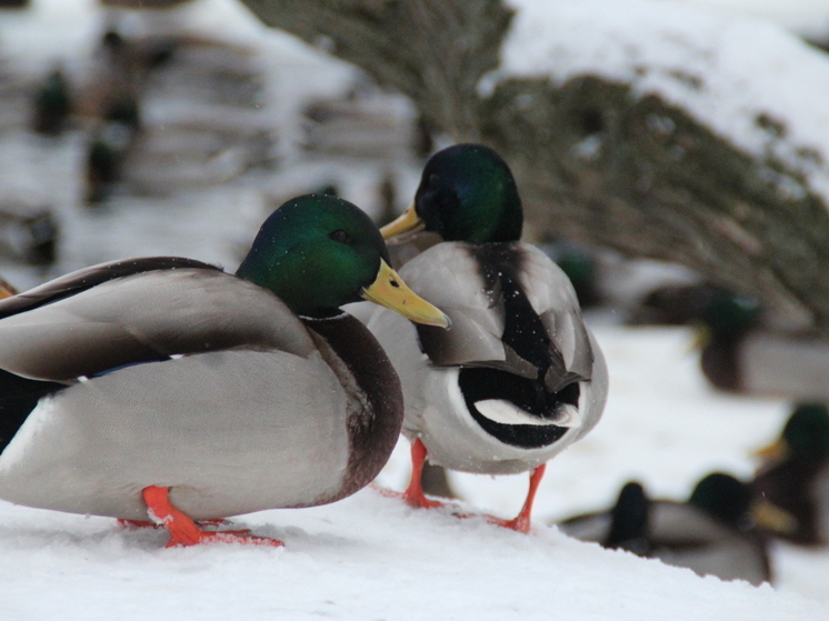 В Хабаровском крае продолжаются рейды охотнадзора