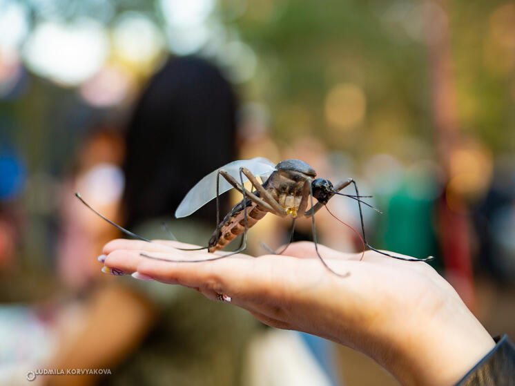 Пять районов Карелии находятся в зоне риска заражения туляремией