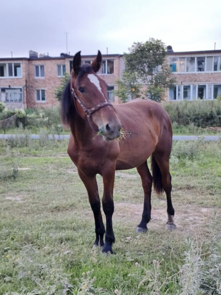 Украл, чтобы забить: в Амурской области задержали похитителя коня
