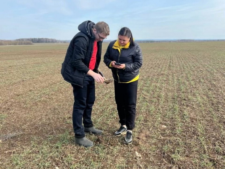 Большая часть озимых в Марий Эл перезимовала благополучно