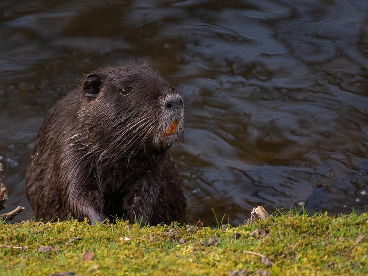 В Башкирии бобер напал на человека