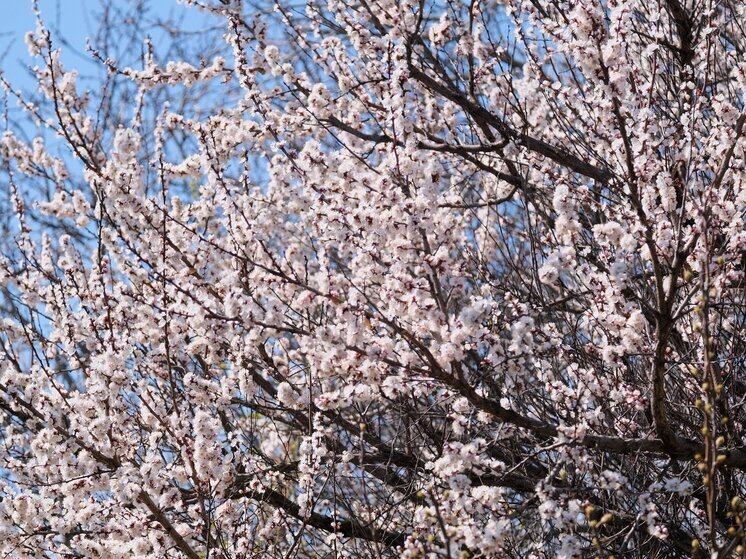 После заморозков в Волгоградской области ожидается потепление до +17 градусов