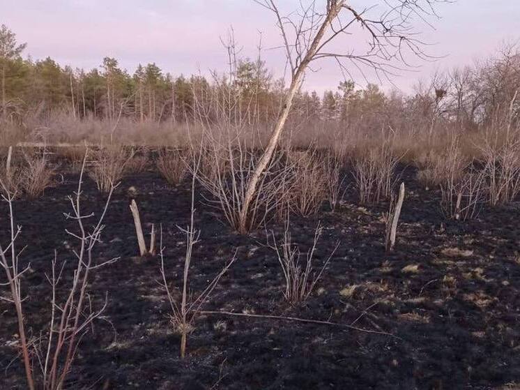 В Оренбурге загорелся экопарк